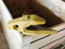 Pezzi di ricambio Cat J350 Dente Adattatore 6I6354